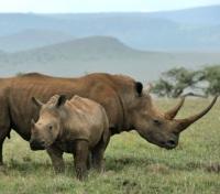 Rhino Family